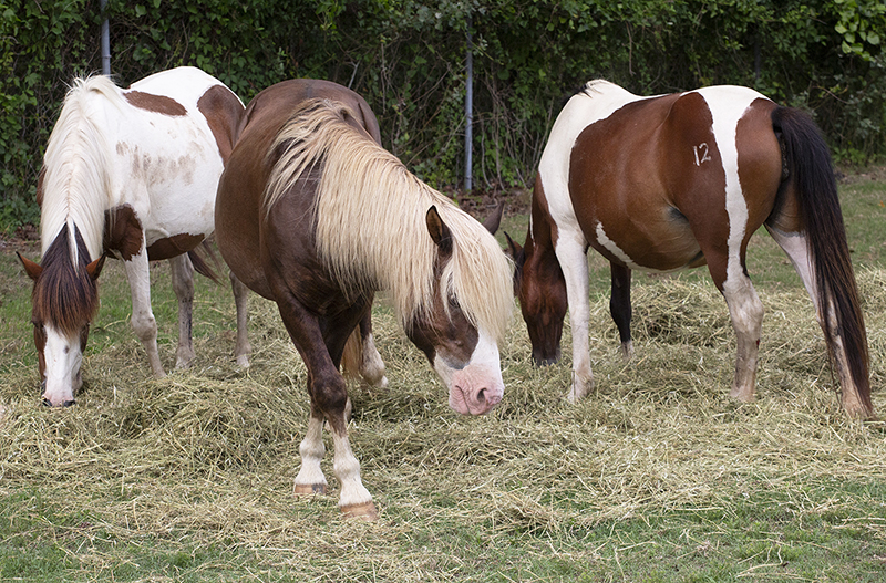 Chincoteague Wild Ponies : Richard Moore : Photographer : Photojournalist